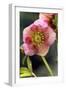 Hellebore Christmas Rose, Blossom, Niger Sp-null-Framed Photographic Print