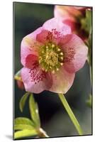 Hellebore Christmas Rose, Blossom, Niger Sp-null-Mounted Photographic Print