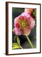 Hellebore Christmas Rose, Blossom, Niger Sp-null-Framed Photographic Print