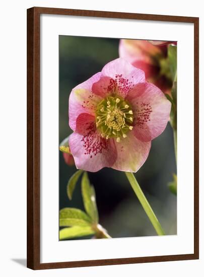 Hellebore Christmas Rose, Blossom, Niger Sp-null-Framed Photographic Print