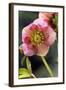 Hellebore Christmas Rose, Blossom, Niger Sp-null-Framed Photographic Print