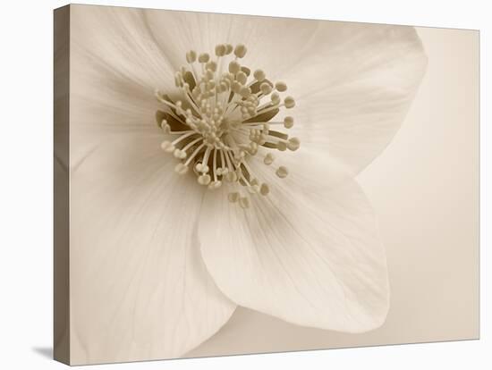 Hellebore Christmas Rose-Cora Niele-Stretched Canvas