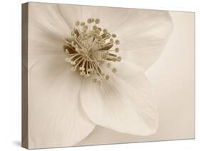 Hellebore Christmas Rose-Cora Niele-Stretched Canvas