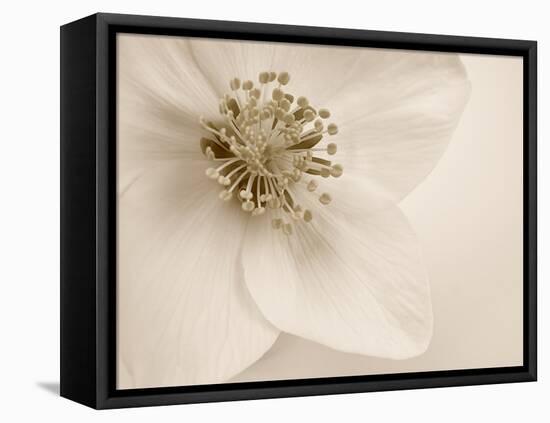 Hellebore Christmas Rose-Cora Niele-Framed Stretched Canvas