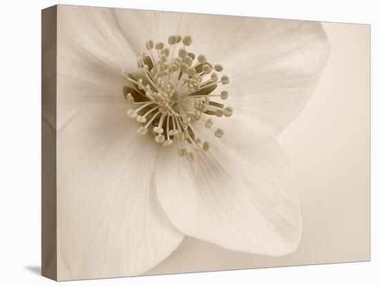 Hellebore Christmas Rose-Cora Niele-Stretched Canvas