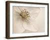 Hellebore Christmas Rose-Cora Niele-Framed Premium Photographic Print