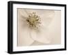 Hellebore Christmas Rose-Cora Niele-Framed Premium Photographic Print