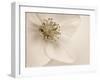 Hellebore Christmas Rose-Cora Niele-Framed Premium Photographic Print