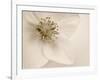 Hellebore Christmas Rose-Cora Niele-Framed Photographic Print