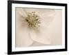 Hellebore Christmas Rose-Cora Niele-Framed Photographic Print