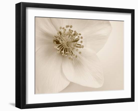 Hellebore Christmas Rose-Cora Niele-Framed Photographic Print