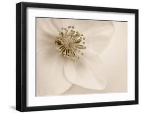 Hellebore Christmas Rose-Cora Niele-Framed Photographic Print