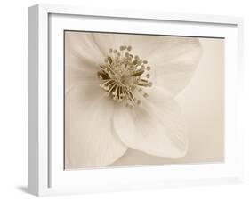 Hellebore Christmas Rose-Cora Niele-Framed Photographic Print