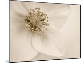 Hellebore Christmas Rose-Cora Niele-Mounted Photographic Print