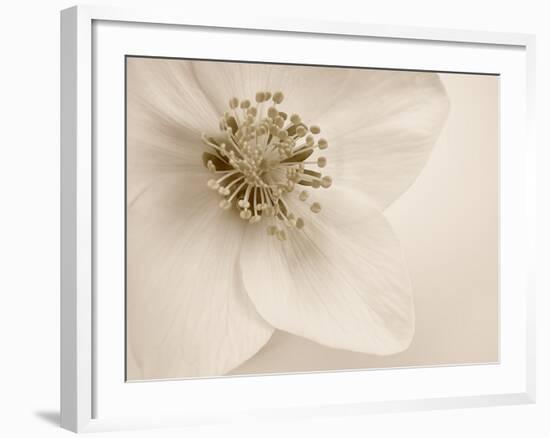 Hellebore Christmas Rose-Cora Niele-Framed Photographic Print