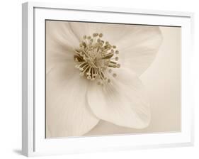 Hellebore Christmas Rose-Cora Niele-Framed Photographic Print