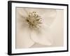 Hellebore Christmas Rose-Cora Niele-Framed Photographic Print