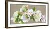 Hellebore Fresh-Sarah Caswell-Framed Giclee Print