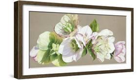 Hellebore Fresh-Sarah Caswell-Framed Giclee Print