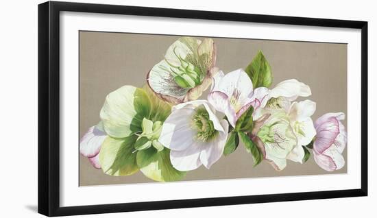 Hellebore Fresh-Sarah Caswell-Framed Giclee Print