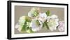 Hellebore Fresh-Sarah Caswell-Framed Giclee Print