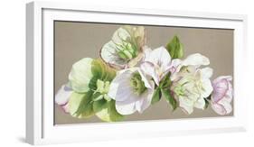 Hellebore Fresh-Sarah Caswell-Framed Giclee Print