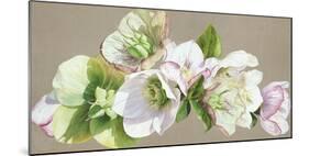 Hellebore Fresh-Sarah Caswell-Mounted Giclee Print