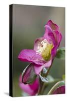 Hellebore Garden-null-Stretched Canvas