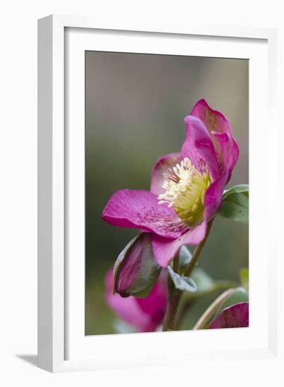 Hellebore Garden-null-Framed Photographic Print