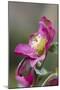 Hellebore Garden-null-Mounted Photographic Print