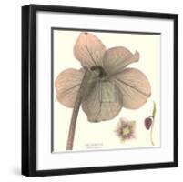 Hellebore II-Katja Marzahn-Framed Art Print