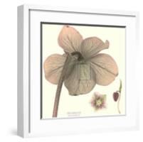 Hellebore II-Katja Marzahn-Framed Art Print