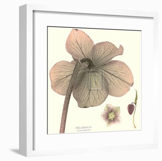 Hellebore II-Katja Marzahn-Framed Art Print