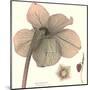 Hellebore II-Katja Marzahn-Mounted Art Print