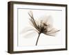 Hellebore II-Robert Coop-Framed Photographic Print