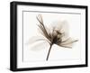 Hellebore II-Robert Coop-Framed Photographic Print