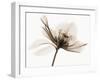 Hellebore II-Robert Coop-Framed Photographic Print