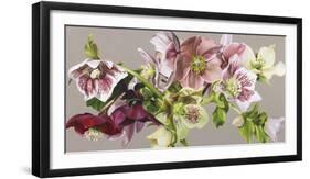 Hellebore Melody - Fawn-Sarah Caswell-Framed Giclee Print