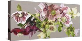 Hellebore Melody - Fawn-Sarah Caswell-Stretched Canvas