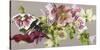 Hellebore Melody - Fawn-Sarah Caswell-Stretched Canvas