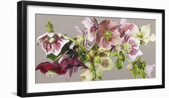 Hellebore Melody-Sarah Caswell-Framed Giclee Print