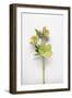 Hellebore Study I-Felicity Bradley-Framed Art Print