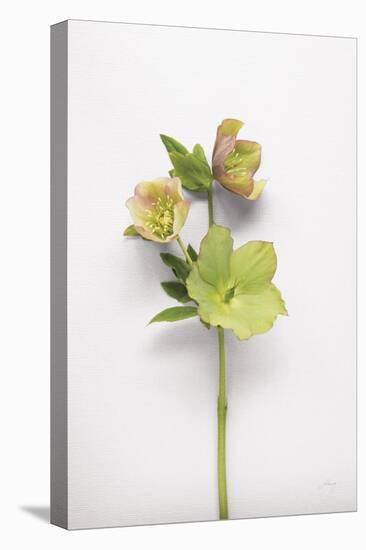 Hellebore Study I-Felicity Bradley-Stretched Canvas
