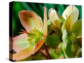 Hellebores, Reading, Massachusetts-Lisa S. Engelbrecht-Stretched Canvas