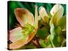 Hellebores, Reading, Massachusetts-Lisa S. Engelbrecht-Stretched Canvas