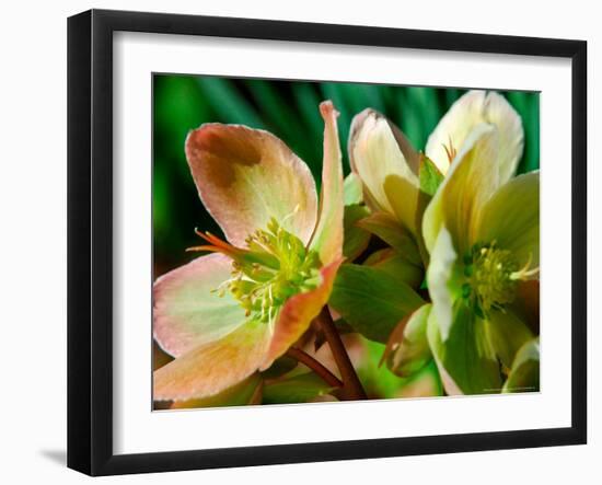 Hellebores, Reading, Massachusetts-Lisa S. Engelbrecht-Framed Photographic Print