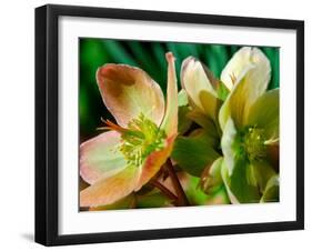 Hellebores, Reading, Massachusetts-Lisa S. Engelbrecht-Framed Photographic Print