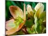 Hellebores, Reading, Massachusetts-Lisa S. Engelbrecht-Mounted Photographic Print