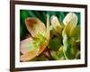 Hellebores, Reading, Massachusetts-Lisa S. Engelbrecht-Framed Photographic Print