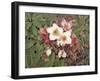 Hellebores-Jan Benz-Framed Giclee Print